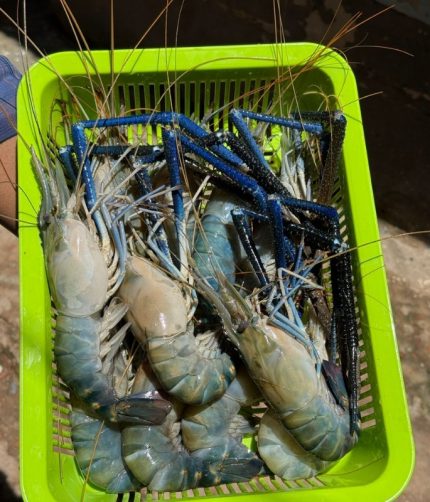 গলদা চিংড়ি, নদীর মাছ