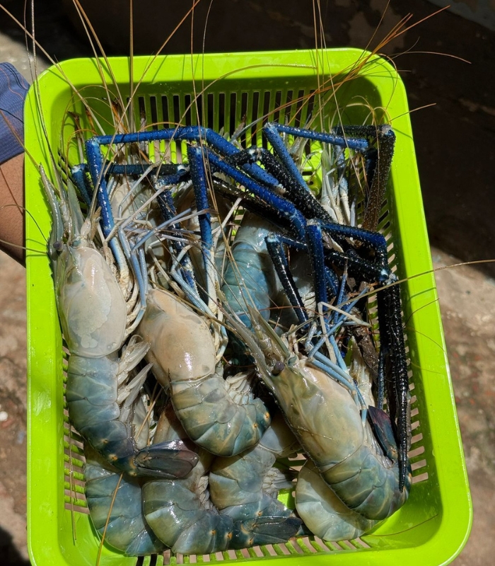 গলদা চিংড়ি গলদা চিংড়ি, নদীর মাছ