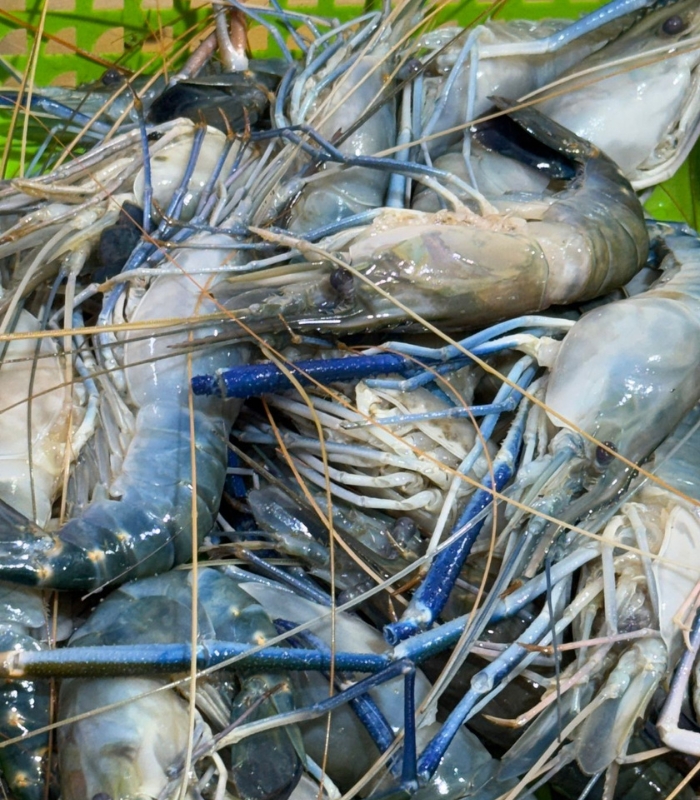 গলদা চিংড়ি