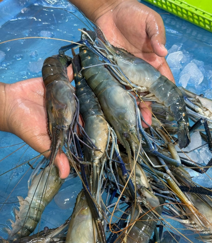 গলদা চিংড়ি