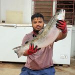 আস্ত নরওয়ে সেলমন মাছ – Fresh Whole Norway Salmon held by customer
