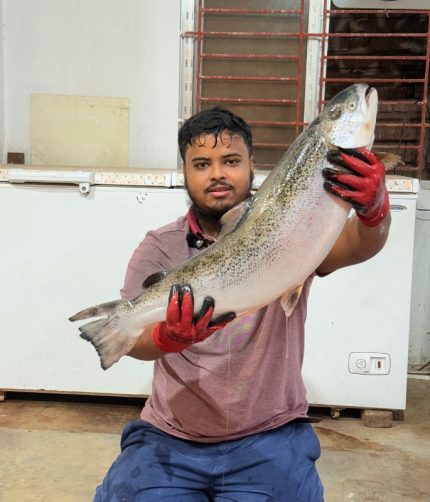 নরওয়ে সেলমন - মাছের হাট