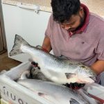 নরওয়ে সেলমন - মাছের হাট