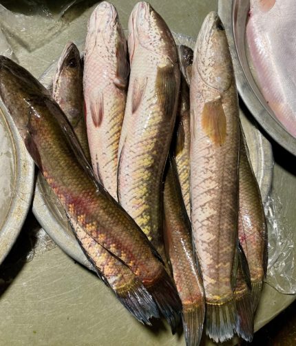 Fresh Shol Fish (Snakehead Murrel) cleaned and ready to cook – BD Macher Hat