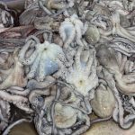 অক্টোপাস, সামুদ্রিক মাছ