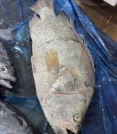 সামুদ্রিক মাছ কৈ কোরাল