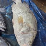 সামুদ্রিক মাছ কৈ কোরাল