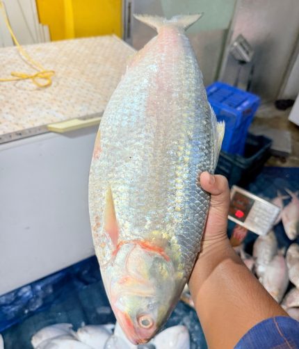 চাঁদপুরের লোকাল ইলিশ, নদীর মাছ