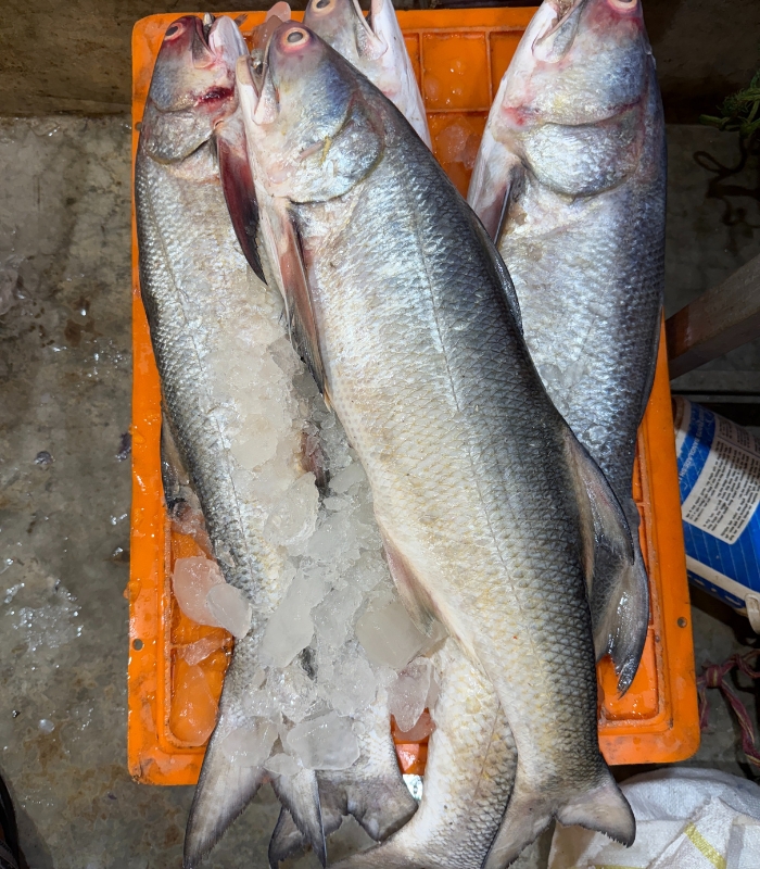 দেশি স্যালমন তাইল্য