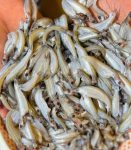 বাতাসী, হাওরের মাছ