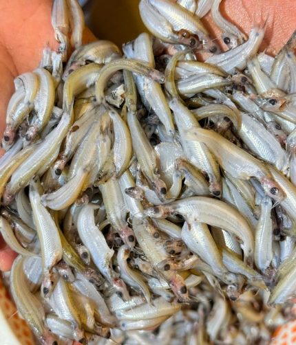 বাতাসী, হাওরের মাছ