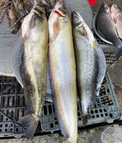 নদীর বোয়াল নদীর মাছ