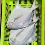 রুপচাঁদা/White Pomfret, সামুদ্রিক মাছ