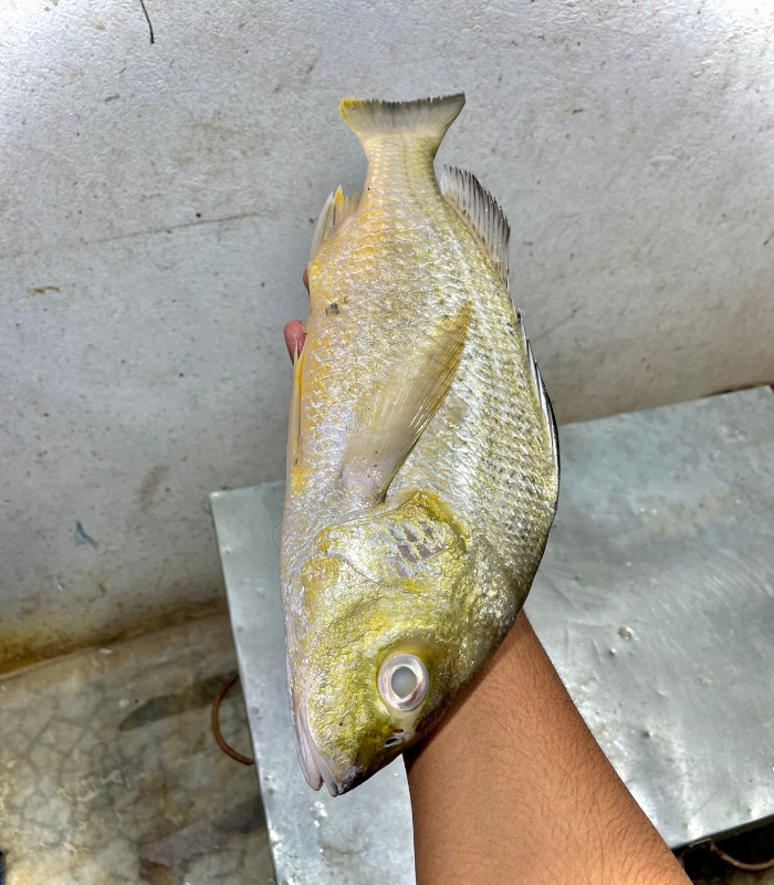 সাদা দাতিনা কোরাল