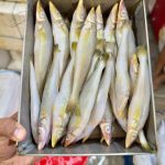 সুন্দরী বাইলা