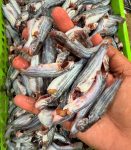 হাওরের দেশী টেংরা, হাওরের মাছ