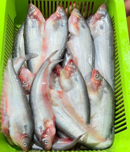 হাওরের পাবদা, হাওরের মাছ