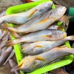 নদীর দেশী পোয়া মাছ - মাছের হাট
